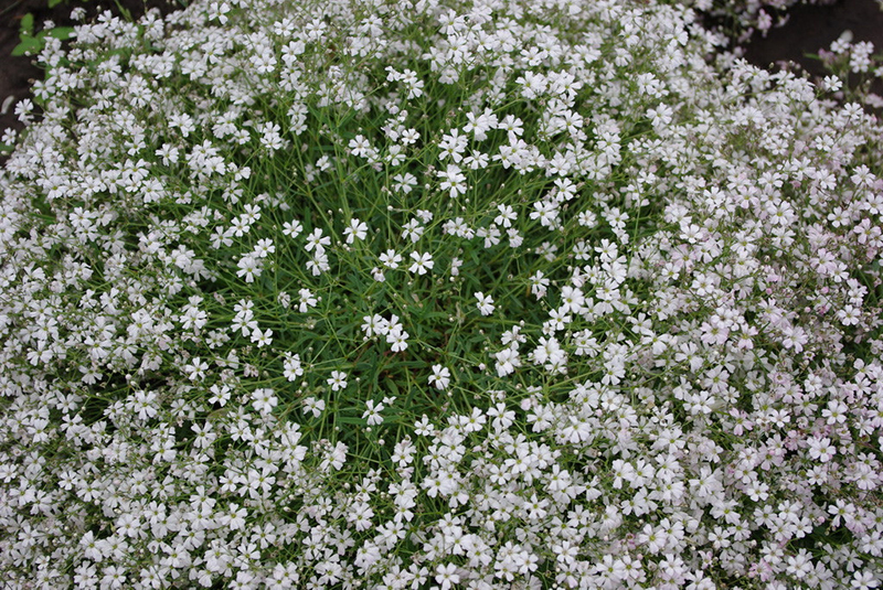 Flores de Gipsofila Paniculata