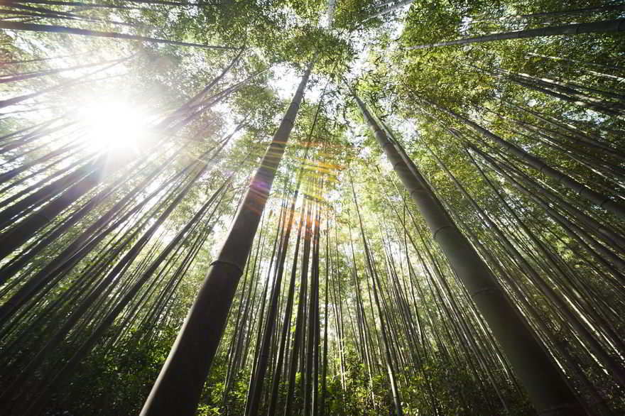 Floresta de Bambu