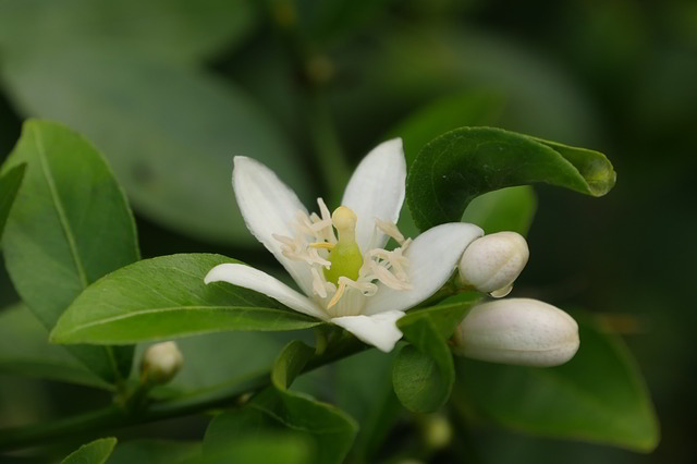 flor do limoeiro