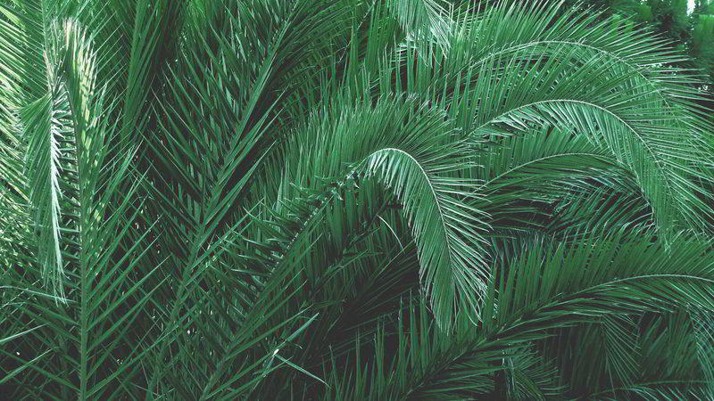 Folhas de palmeira
