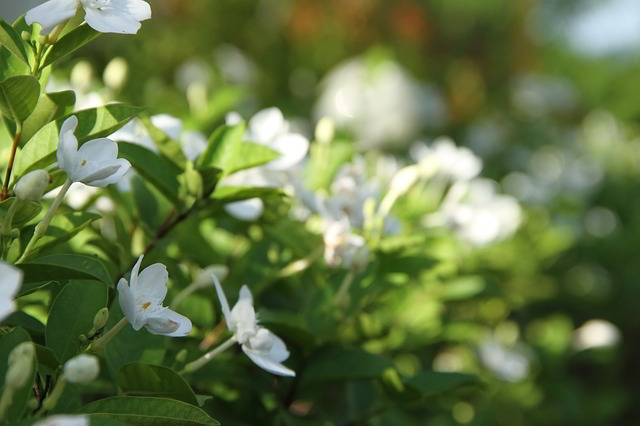 Gardenia - flores