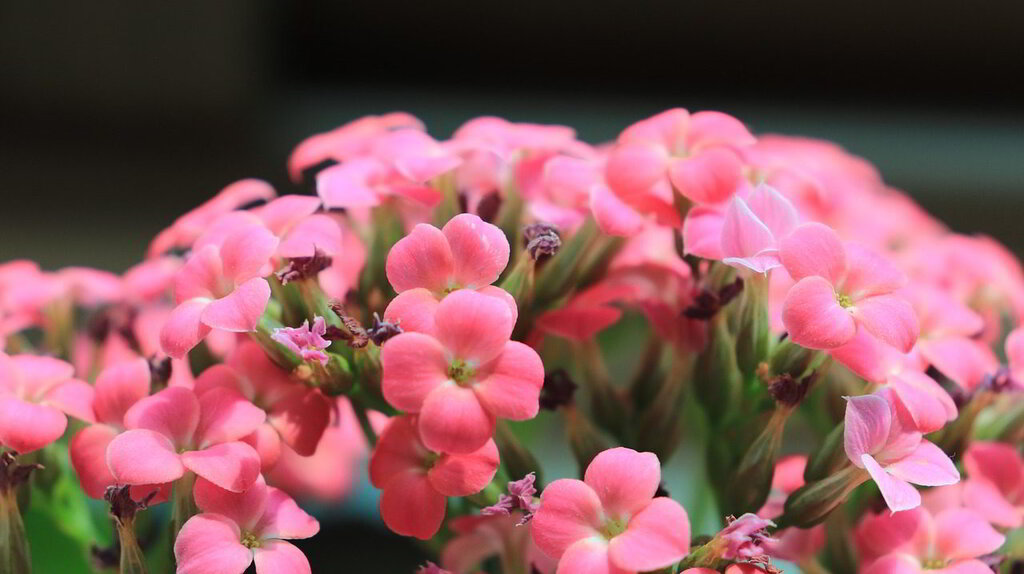 flores de kalanchoe cor-de-rosa