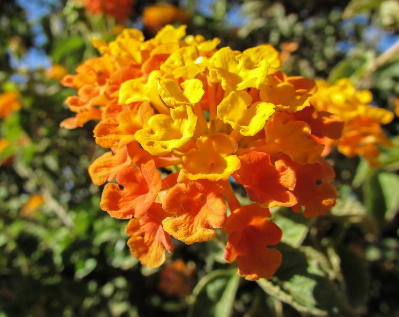 Flores Lantana camara 'tangerine'