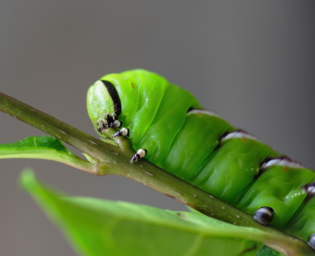 larva da alfena