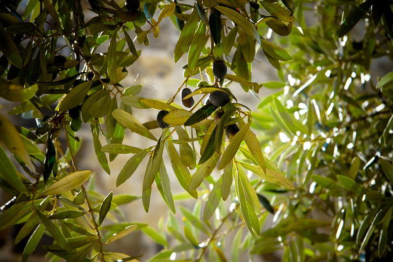 oliveiras e azeitonas