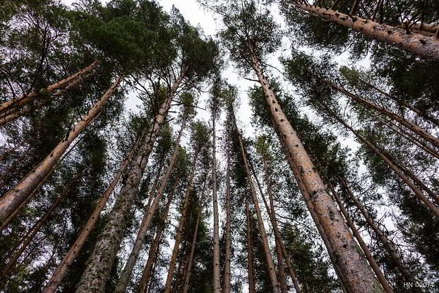 troncos de pinheiro-manso