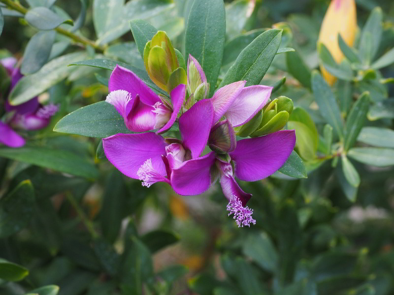 flor da polygala myrtifolia