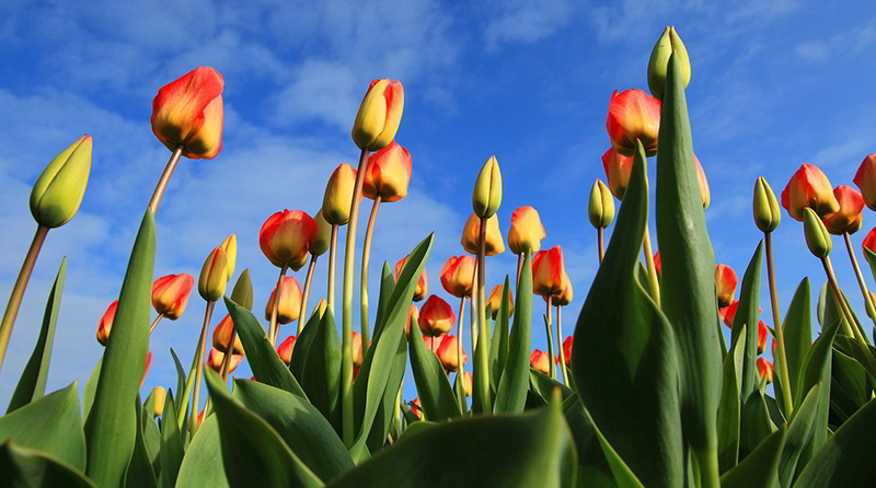 bolbos de tulipas