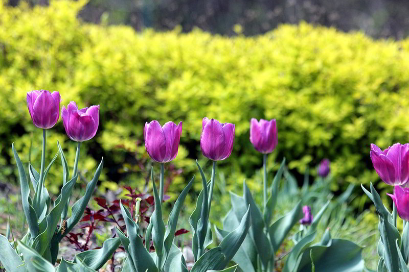 tulipas em flor