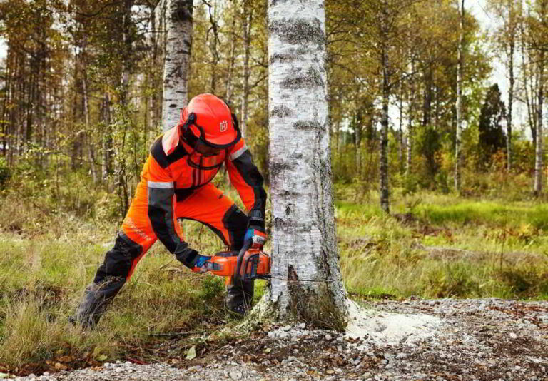 O que é a silvicultura e que importância tem em Portugal - Loja Husqvarna